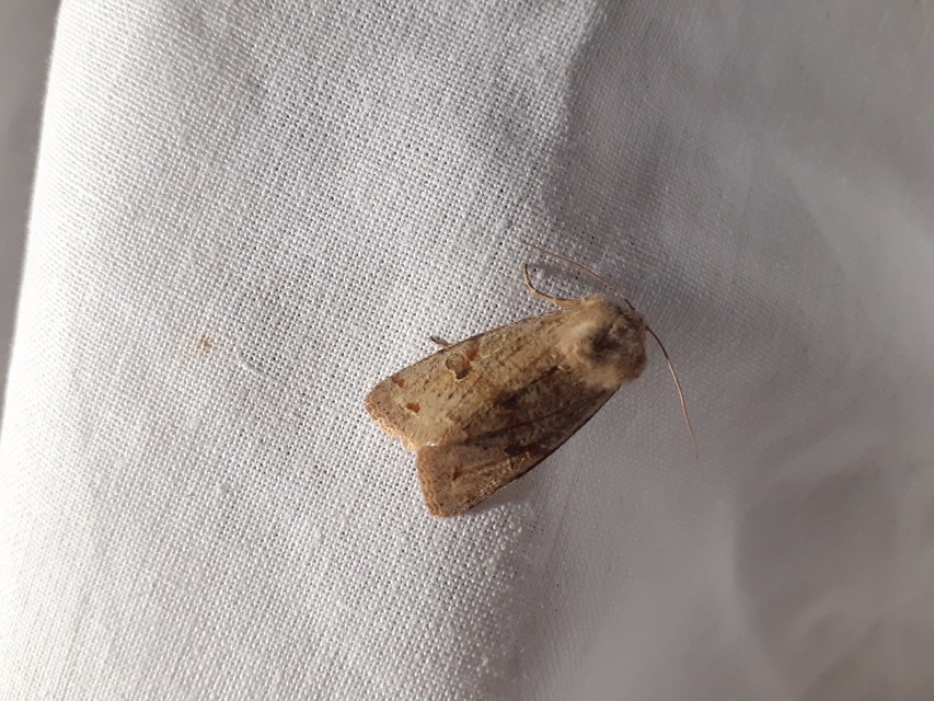 Orthosia incerta - változékony barkabagoly