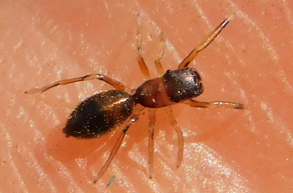Myrmarachne formicaria - nagy hangyautánzópók