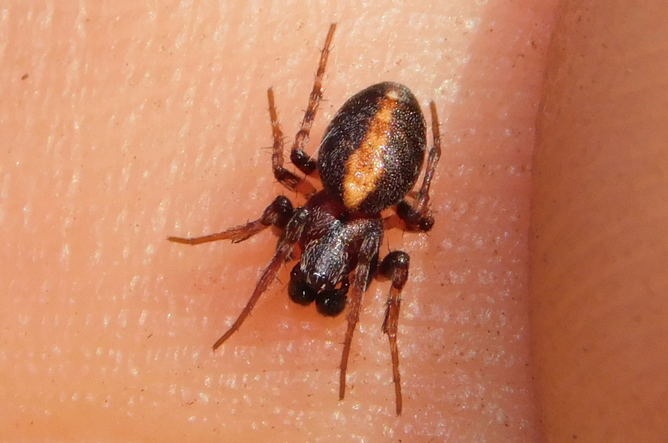 Cercidia prominens - pajzsos keresztespók