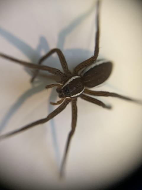 Dolomedes fimbriatus - szegélyes vidrapók