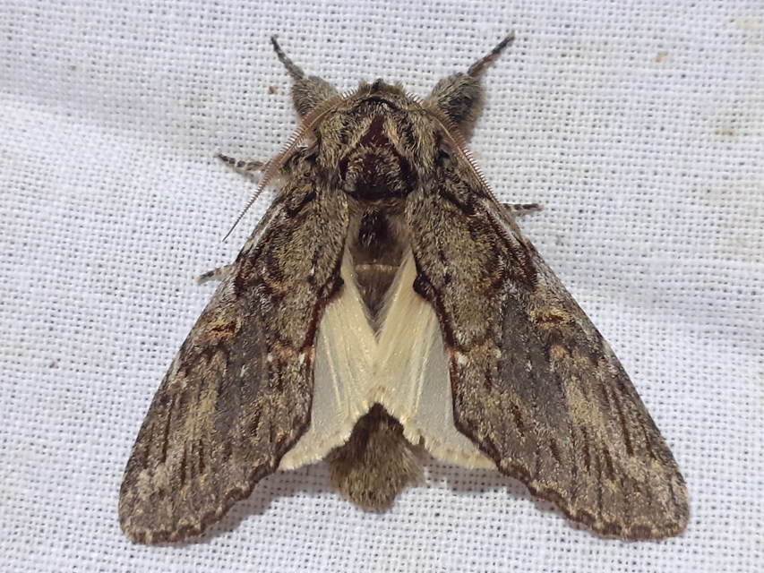 Peridea anceps - füstös púposszövő