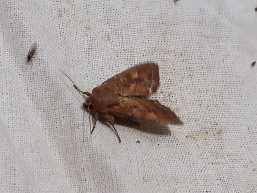 Lacanobia oleracea - saláta-kertibagoly