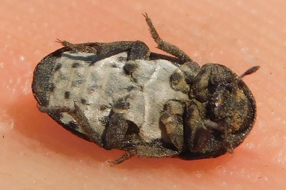 Dermestes laniarius - gyászos porva
