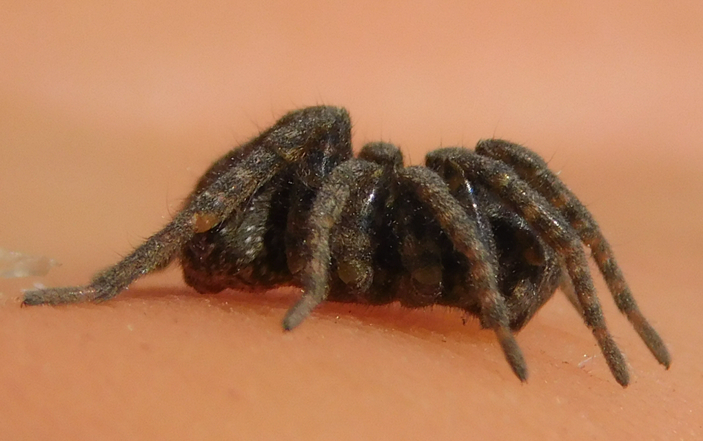 Arctosa