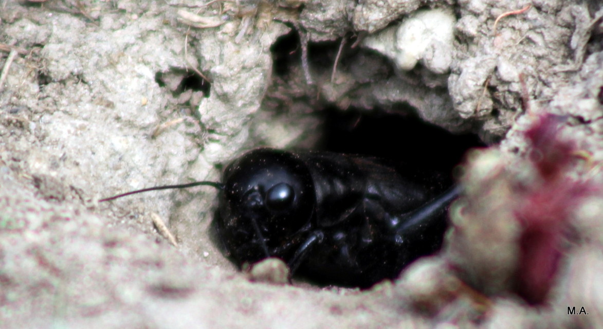 Gryllus campestris - mezei tücsök