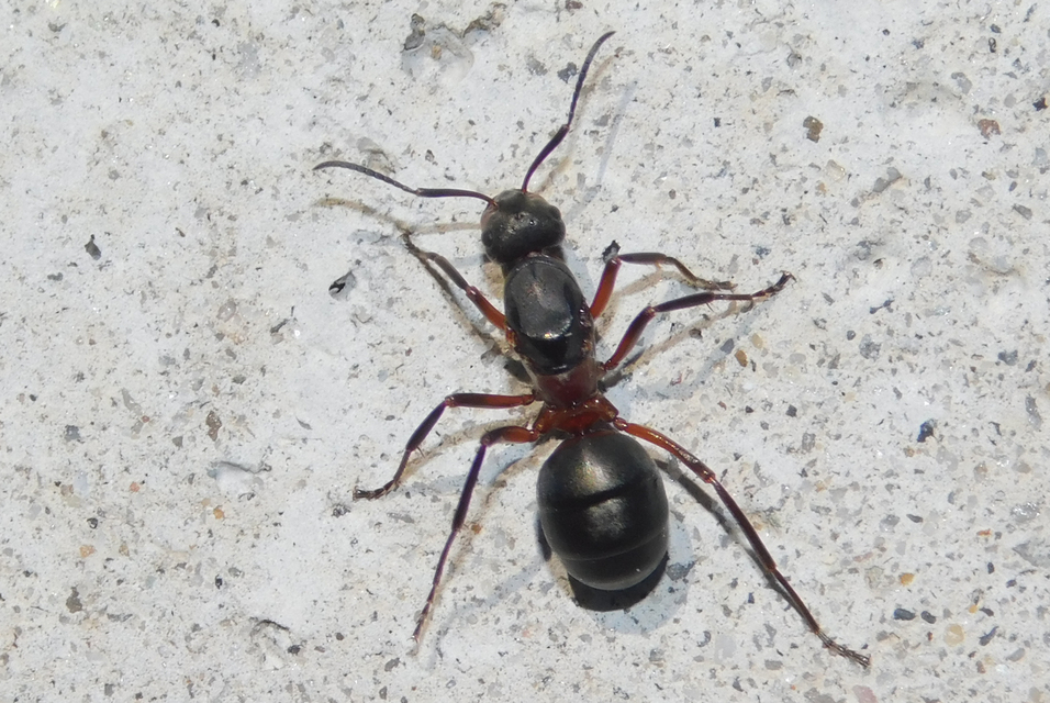 Formica pratensis - réti vöröshangya