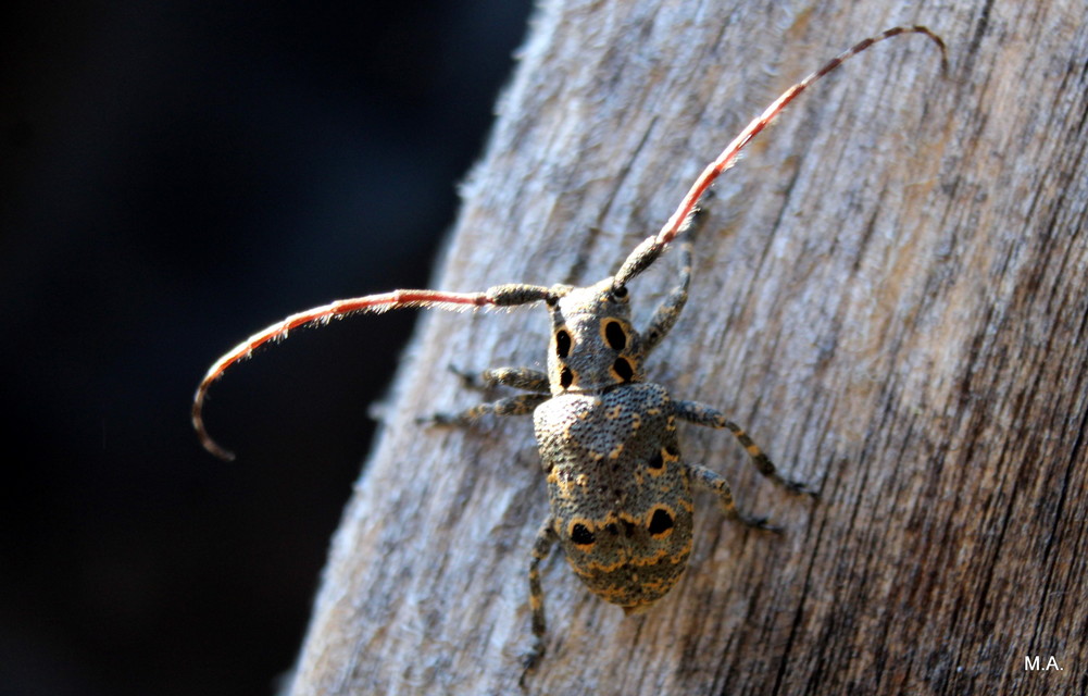 Mesosa curculionoides - szemfoltos cincér