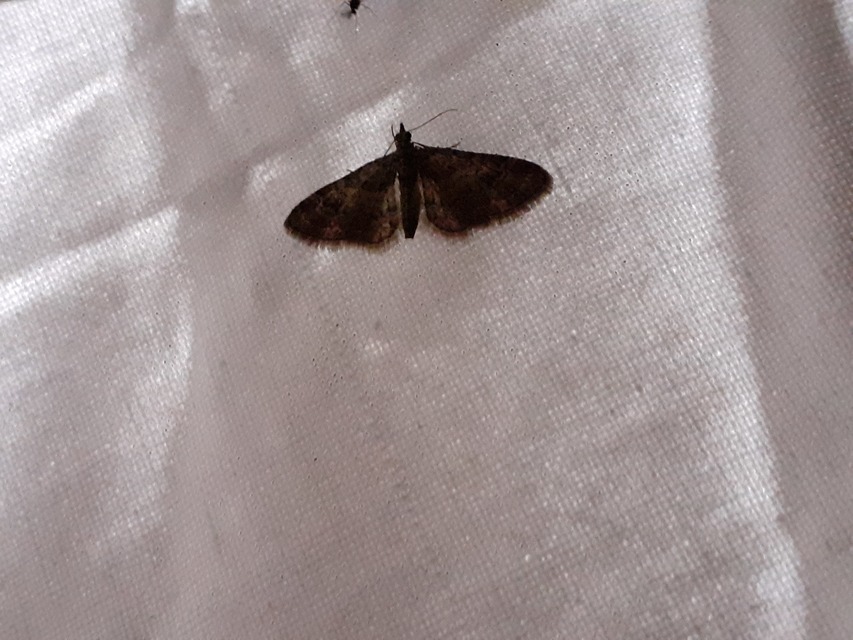 Gymnoscelis rufifasciata - vöröscsíkos törpearaszoló