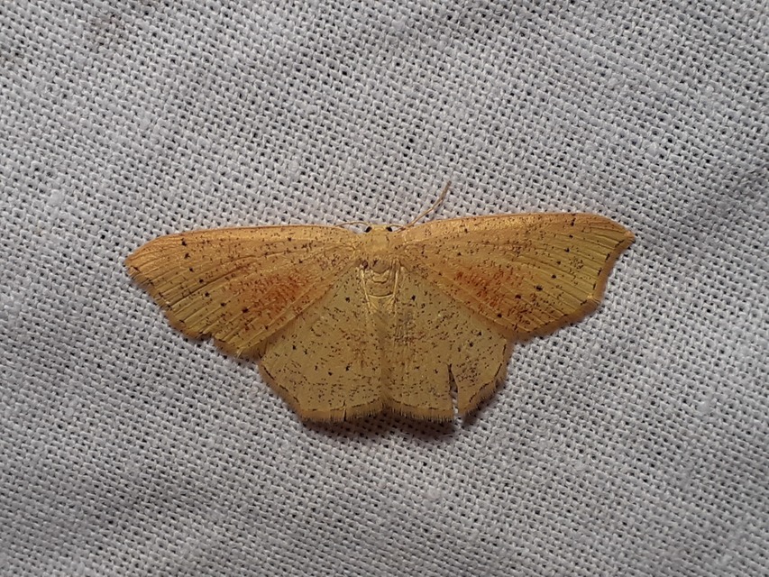 Cyclophora punctaria - sávos pettyesaraszoló