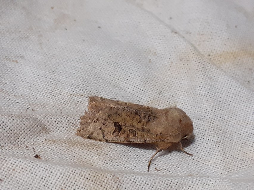 Orthosia incerta - változékony barkabagoly
