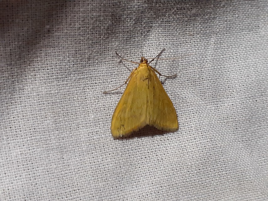 Sitochroa verticalis - világossárga dudvamoly