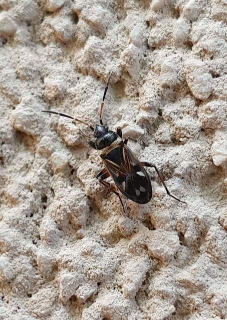Raglius alboacuminatus - tarka díszesbodobács