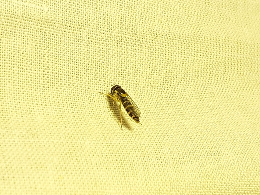 Sphaerophoria