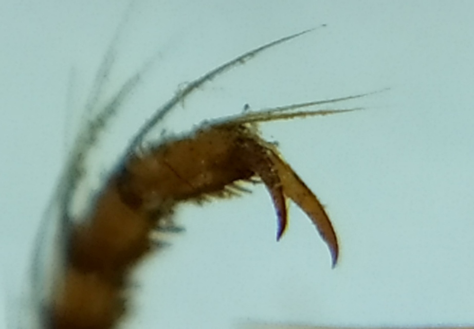 Graphoderus austriacus - kis tavicsíkbogár