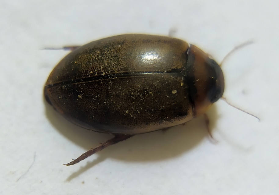 Rhantus bistriatus - sávosnyakú particsíkbogár