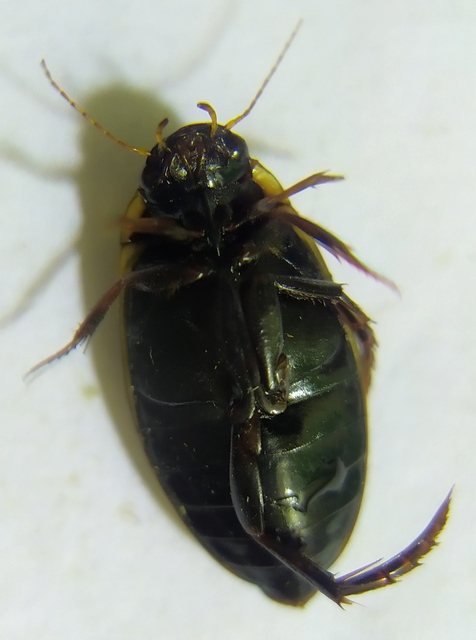 Colymbetes fuscus - gyakori recéscsíkbogár