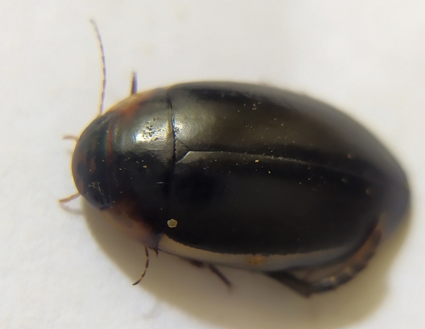 Hydaticus seminiger - fekete mocsáricsíkbogár