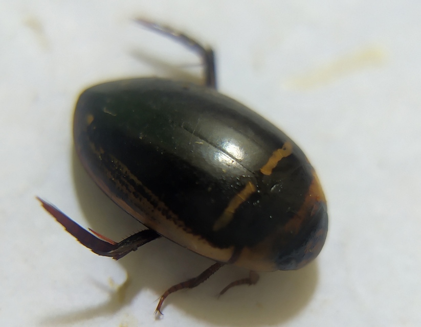 Hydaticus transversalis - harántsávos mocsáricsíkbogár