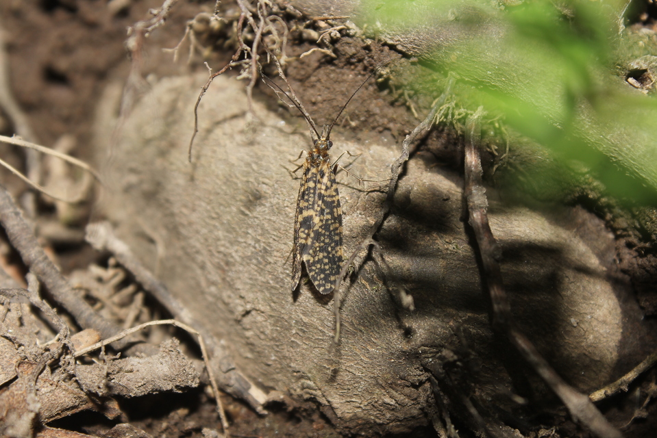 Oligostomis reticulata