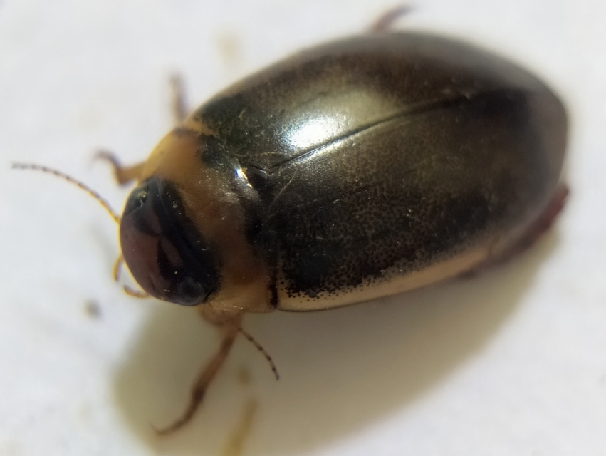 Rhantus bistriatus - sávosnyakú particsíkbogár