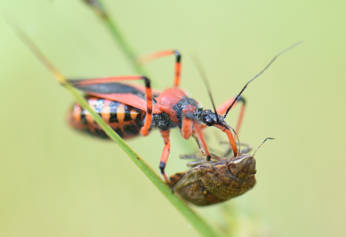 gyilkospoloska - Rhynocoris iracundus zsákmányolt mórpoloskát - Eurygaster maura fogyaszt