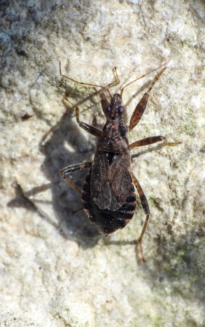 Himacerus mirmicoides - csalán-tolvajpoloska