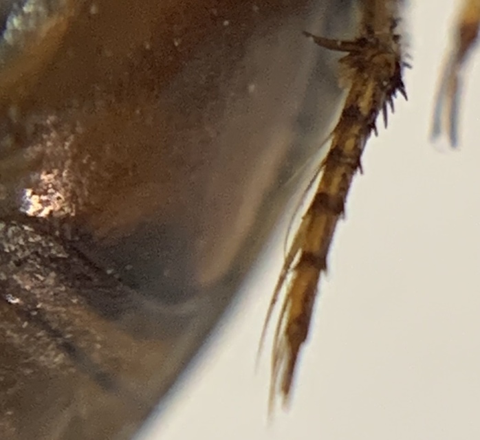 Graphoderus austriacus - kis tavicsíkbogár
