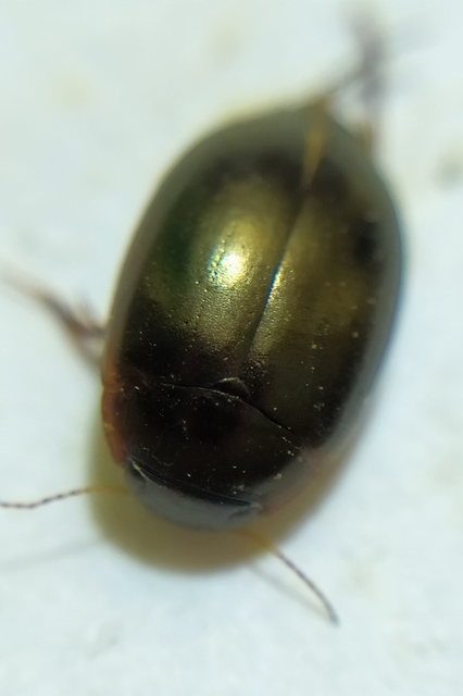 Agabus labiatus - kis gyászcsíkbogár