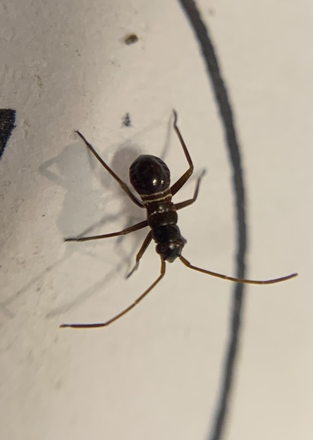 Miris striatus - sávos mezeipoloska