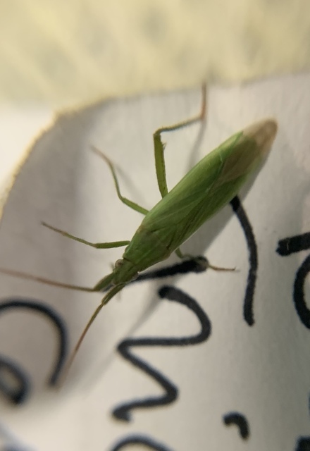 Stenodema calcarata - sarkantyús mezeipoloska