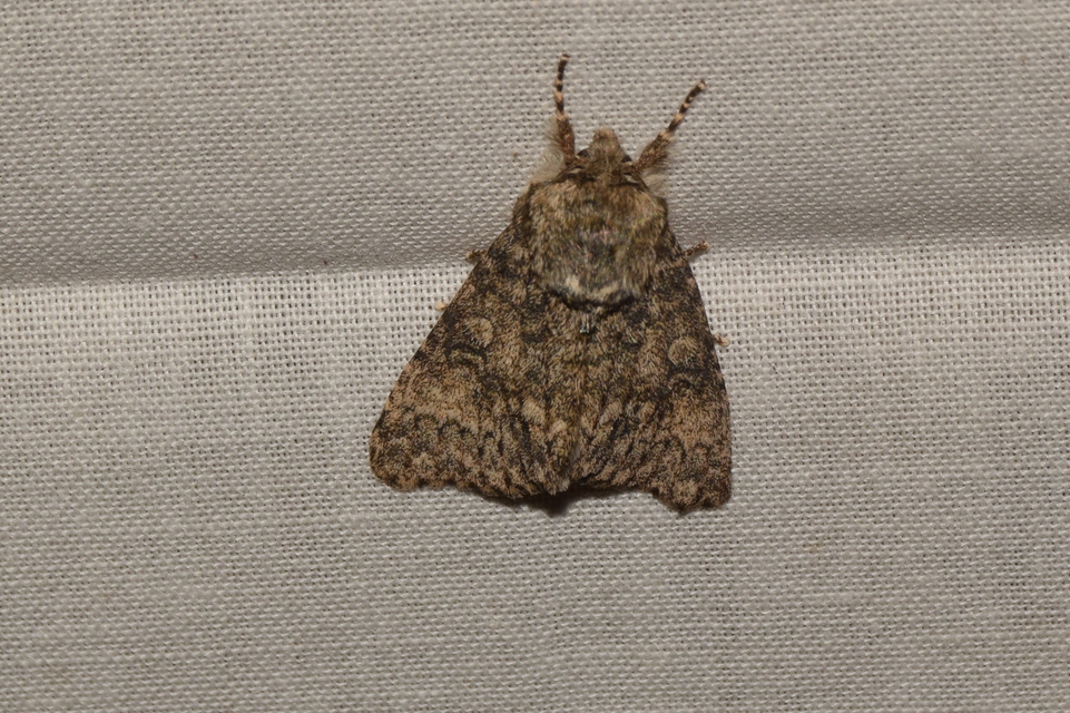 Acronicta megacephala - nagyfejű szigonyosbagoly