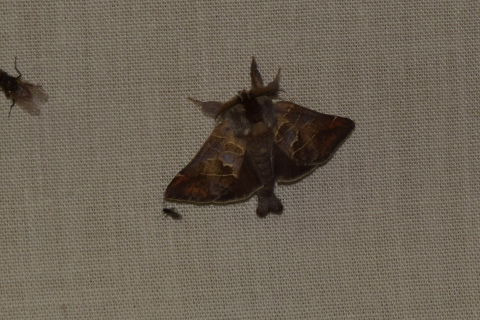 Clostera pigra - apró levélszövő