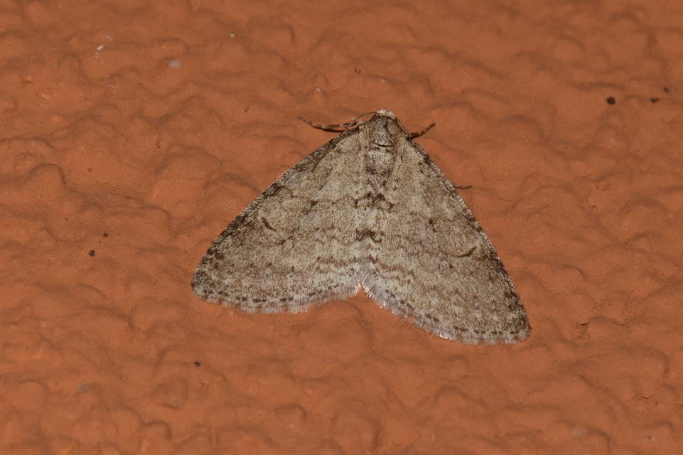Trichopteryx carpinata - nyárfa-lebenyesaraszoló