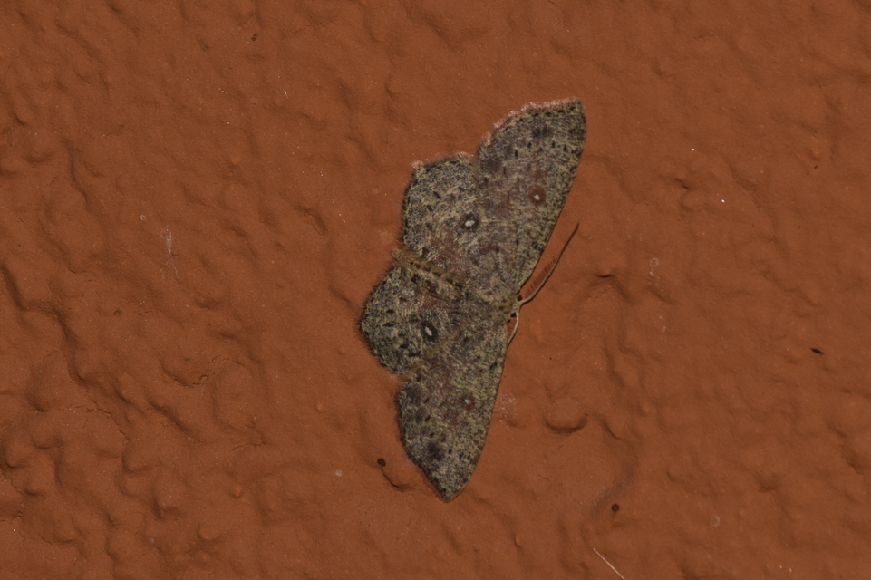 Cyclophora pendularia - fűzfa-pettyesaraszoló
