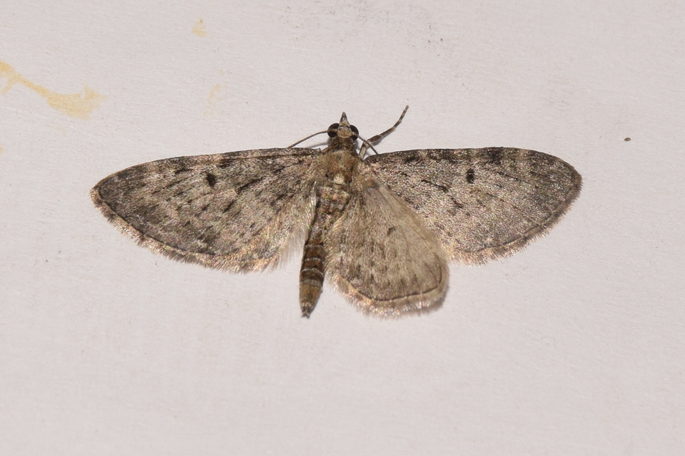 Eupithecia virgaureata - aranyvessző-törpearaszoló