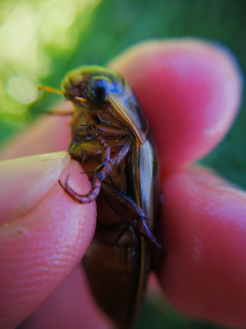 Dytiscus marginalis - szegélyes csíkbogár
