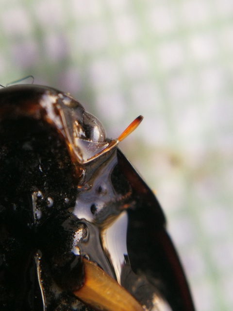 Hydrochara flavipes - sárgalábú csibor