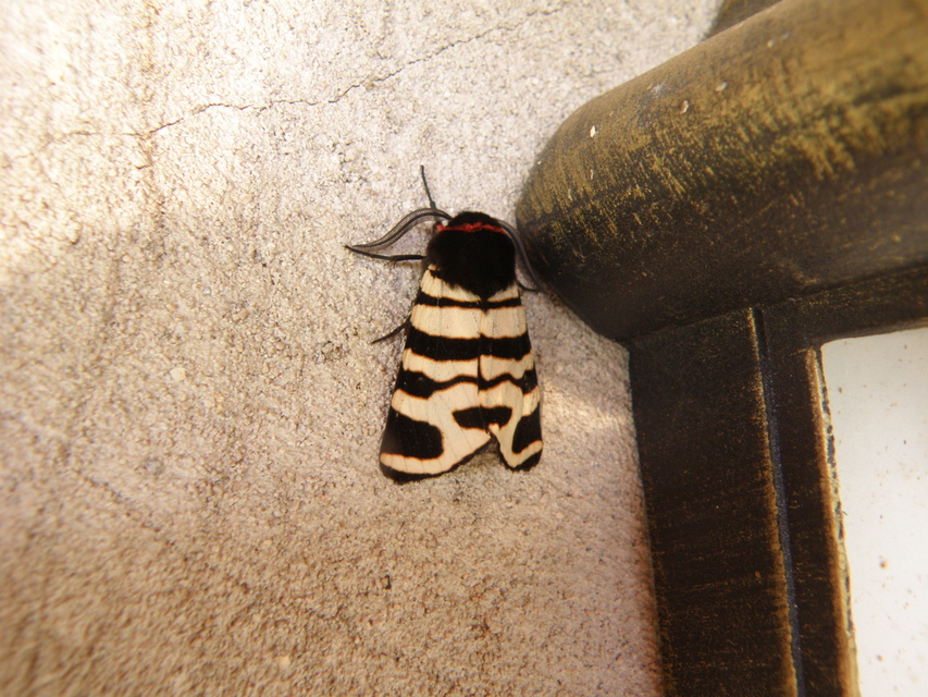 Arctia festiva - díszes medvelepke