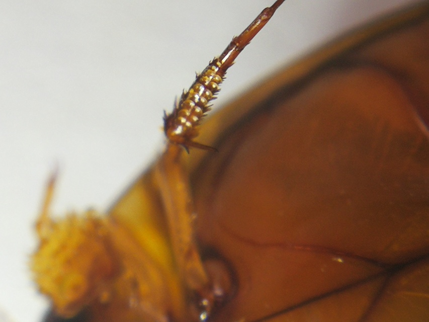 Graphoderus cinereus - gyakori tavicsíkbogár