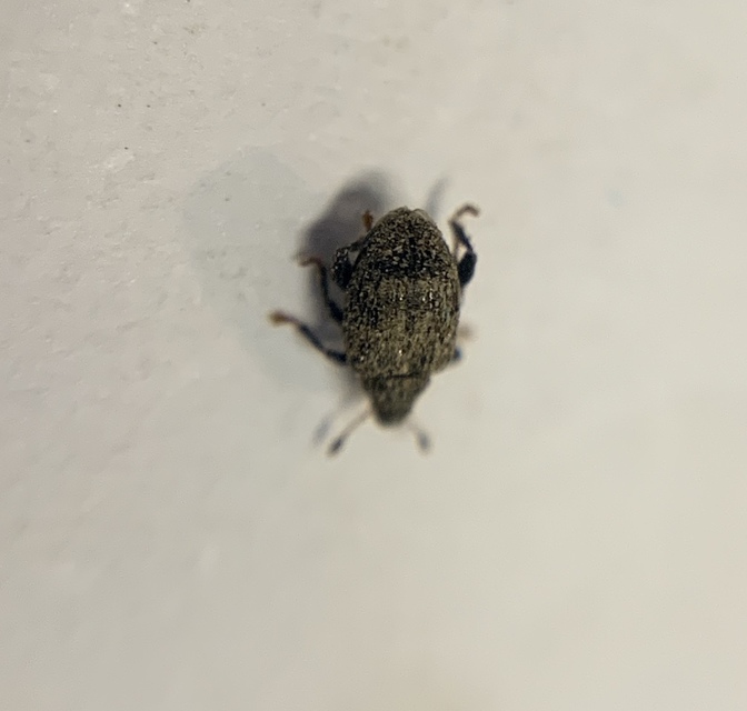 Tachyerges decoratus - díszes bolhaormányos