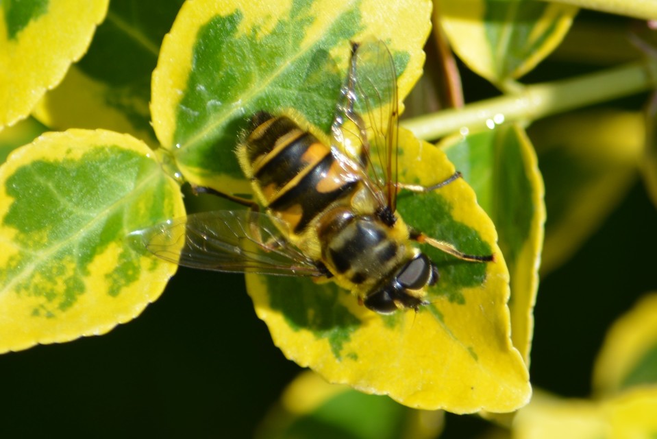 Myathropa florea - halálfejes odúlégy