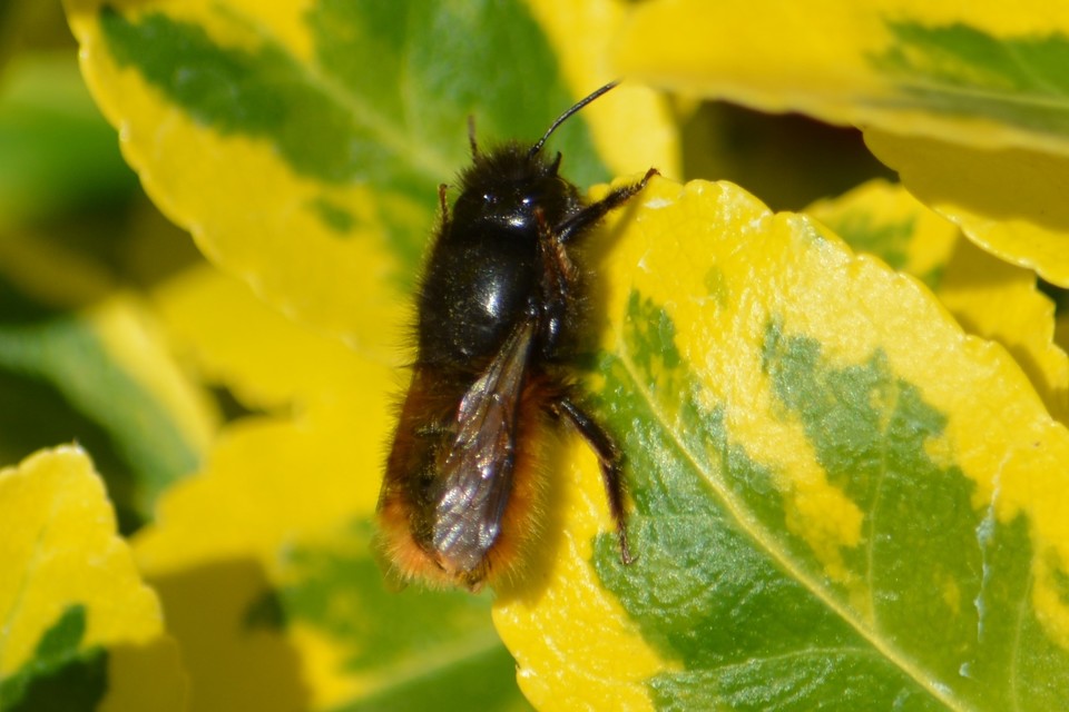 Osmia cornuta - szarvas faliméh