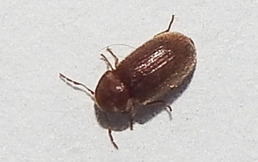 Stegobium paniceum - kenyérbogár