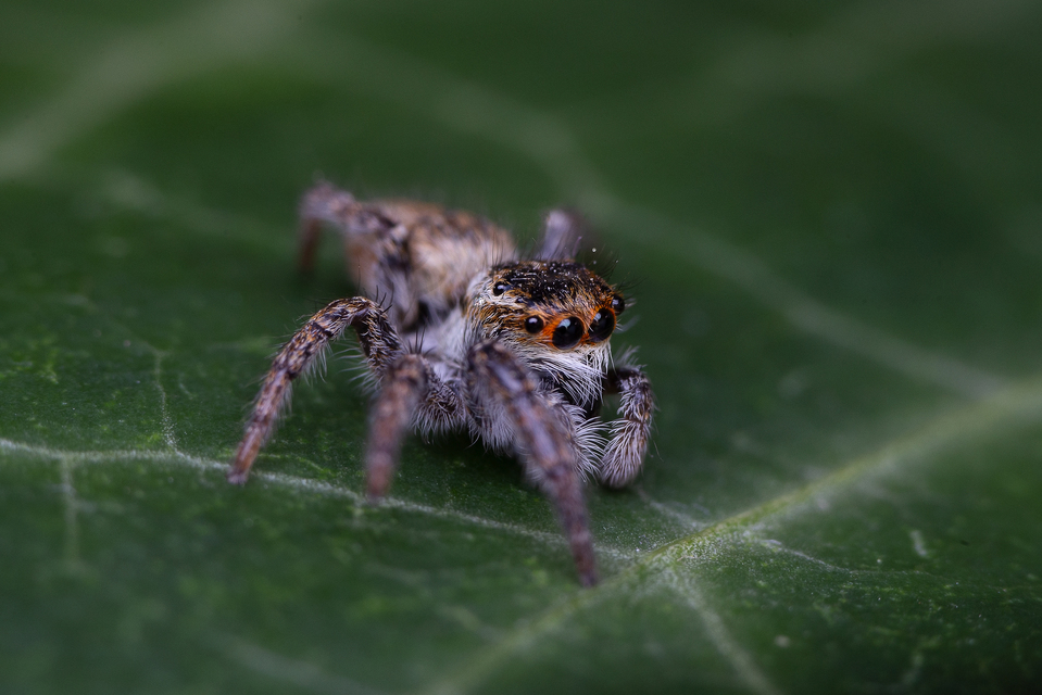 Carrhotus xanthogramma - rozsdás ugrópók