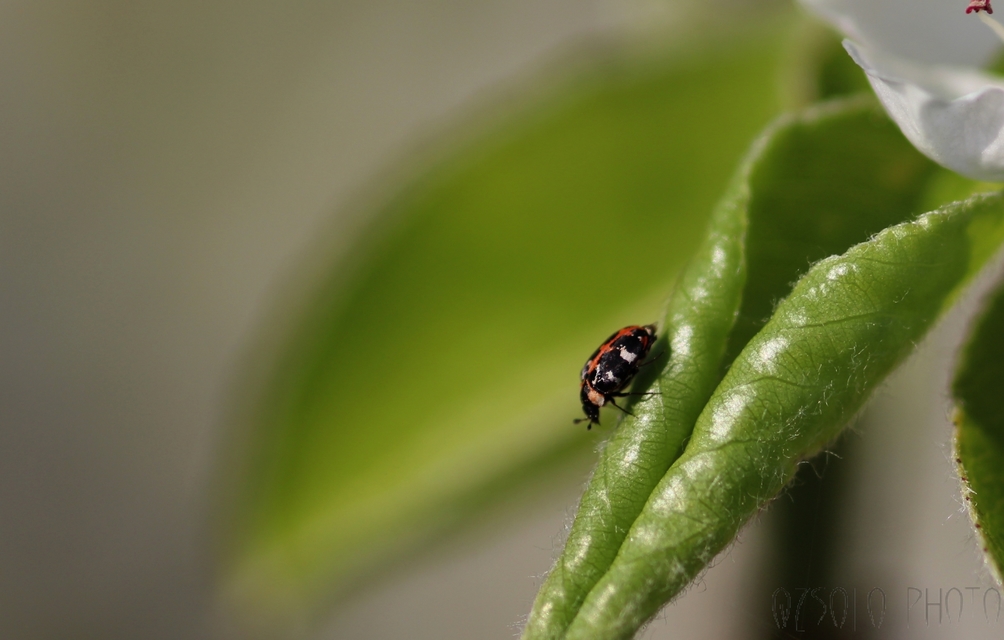 Anthrenus scrophulariae - nagy múzeumbogár
