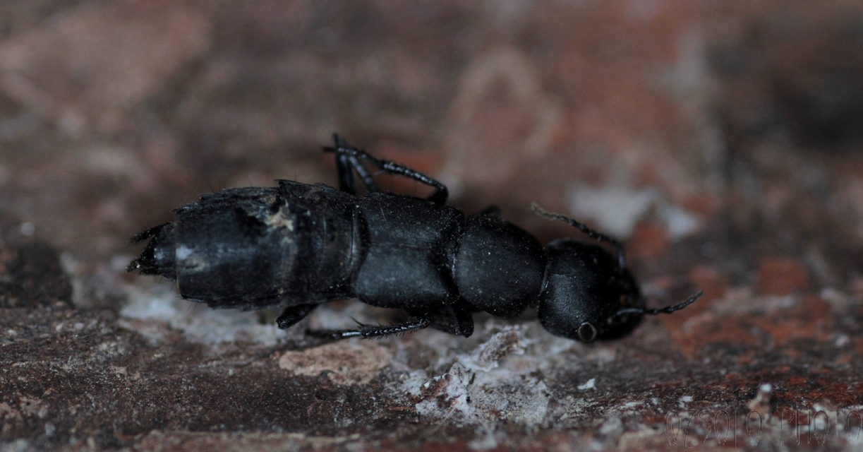 Ocypus