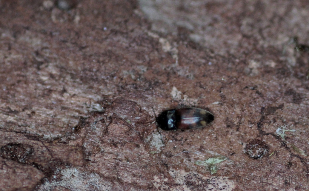 Drasterius bimaculatus - változékony pattanó