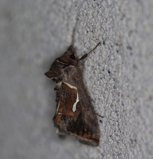 Macdunnoughia confusa - cseppfoltos ezüstbagoly