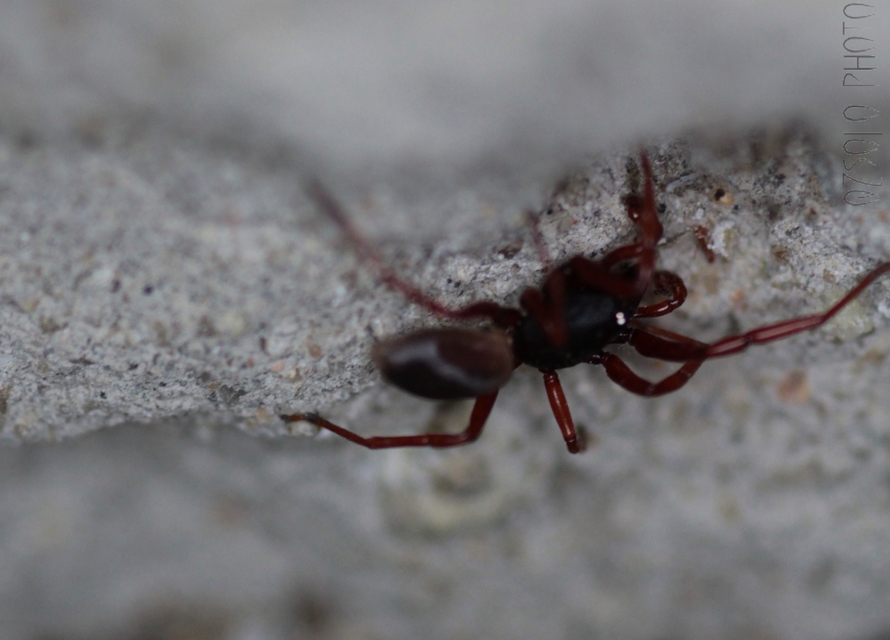 Dysdera