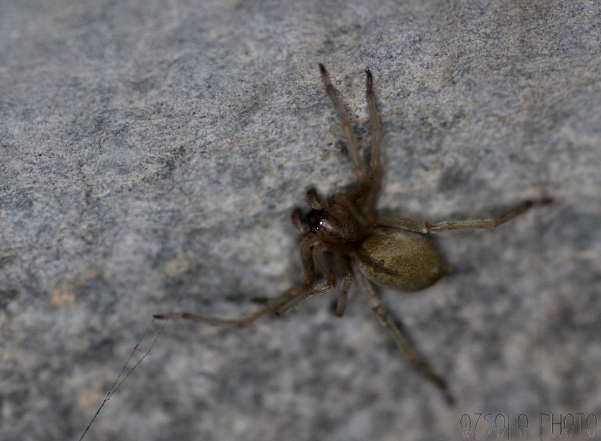 Cheiracanthium